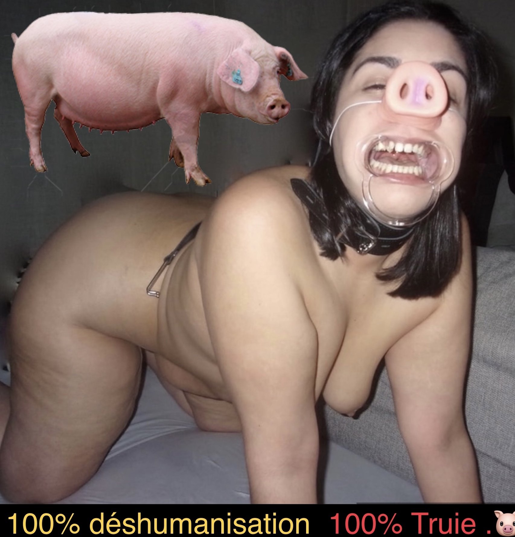 Old pigs porn